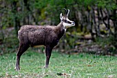 France, Doubs, Liebvilers, chamois (Camox camox) grazing in the spring\n