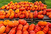 France, Somme, Quend-Plage, Pumpkins on the stall of a market gardener\n