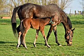 France, Nord, Genech, Turrets stables, mare and its foal\n