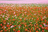 France, Indre, around Chateauroux, Opium poppy or breadseed poppy field (Papaver somniferum) and poppy (Papaver rhoeas)\n