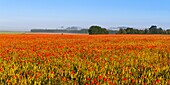 Frankreich, Somme, Bucht der Somme, Saint-Valery-sur-Somme, Die Mohnfelder zwischen Saint-Valery-sur-Somme und Pendé sind zu einer echten Touristenattraktion geworden und viele Menschen kommen, um dort zu fotografieren