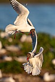 France, Somme, Bay of the Somme, Crotoy Marsh, Le Crotoy, every year a colony of black-headed gulls (Chroicocephalus ridibundus) settles on the islets of the Crotoy marsh to nest and reproduce , conflicts are then frequent\n