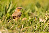 France, Somme, Baie de Somme, Cayeux sur Mer, The Hable d'Ault, Northern wheatear (Oenanthe oenanthe)\n