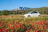 Frankreich, Bouches du Rhône, Pays d'Aix, Grand Site Sainte-Victoire, Beaurecueil, Mohnfeld (Papaver rhoeas) gegenüber dem Berg Sainte-Victoire