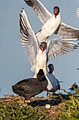 Frankreich, Somme, Somme-Bucht, Crotoy-Sumpf, Le Crotoy, jedes Jahr lässt sich eine Lachmöwenkolonie (Chroicocephalus ridibundus) auf den kleinen Inseln des Crotoy-Sumpfes nieder, um dort zu nisten und sich fortzupflanzen, dabei kommt es häufig zu Konflikten, insbesondere wenn ein Blässhuhn beschließt, an derselben Stelle zu nisten