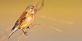 France, Somme, Baie de Somme, Cayeux sur Mer, The Hable d'Ault, Common Linnet (Linaria cannabina)\n