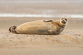 Frankreich, Pas de Calais, Opalküste, Berck sur Mer, Seehund (Phoca vitulina), Seehunde sind heute eine der wichtigsten touristischen Attraktionen der Somme-Bucht und der Opalküste