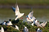 Frankreich, Somme, Somme-Bucht, Crotoy-Sumpf, Le Crotoy, jedes Jahr lässt sich eine Lachmöwenkolonie (Chroicocephalus ridibundus) auf den kleinen Inseln des Crotoy-Sumpfes nieder, um zu nisten und sich fortzupflanzen, dann kommt es häufig zu Konflikten