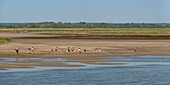 France, Somme, Somme Bay, Saint Valery sur Somme, a group of tourists in the salted meadows along the Somme, returning from a crossing of the bay with a nature guide\n