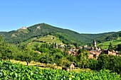 Frankreich, Haut Rhin, die Elsässer Weinstraße, Ribeauville und sein Weinberg, Schloss Saint Ulrich und Schloss Girsberg