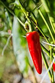 France, Pyrenees Atlantique, Basque Country, Ustaritz, exploitation of Espelette peppers\n