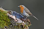 Frankreich, Doubs, Vogel, Rotkehlchen (Erithacus rubecula), posierend auf einem Ast im Winter