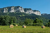 Frankreich, Haute Savoie, Geopark Chablais-Massiv, Thollon les Memises, Pre-Mop mit runden Stiefeln am Fuße der Klippen des Pic des Memises