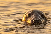 Frankreich, Pas de Calais, Authie-Bucht, Berck sur Mer, Kegelrobben (Halichoerus grypus), bei Ebbe ruhen die Robben auf den Sandbänken, von wo aus sie von der steigenden Flut gejagt werden, sobald sie im Wasser sind, treibt ihre natürliche Neugier sie dazu, sich manchmal sehr nahe zu nähern