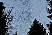 Frankreich, Doubs, Schweizer Grenze, Vogel, Buchfink (Fringilla montifringilla), der sich für die Nacht im Schlafsaal versammelt, konzentrierter Flug
