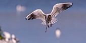 Frankreich, Somme, Baie de Somme, Le Crotoy, Der Sumpf von Crotoy beherbergt jedes Jahr eine Lachmöwenkolonie (Chroicocephalus ridibundus - Lachmöwe), die zum Nisten und zur Fortpflanzung auf die Inseln in der Mitte der Teiche kommt, wo die Möwen dann das Material für den Bau der Nester jagen