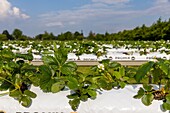 Frankreich, Indre et Loire, Loire-Tal als Weltkulturerbe der UNESCO, Parcay Meslay, jardins de Meslay, Bericht über einen Pflückgarten nördlich der Metropole Tours, in dem Erdbeeren oberirdisch angebaut werden, um der Bodenerschöpfung entgegenzuwirken