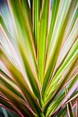 France, Caribbean, Lesser Antilles, Guadeloupe, Grande-Terre, Le Gosier, Creole Beach hotel, tropical plant detail in the garden\n