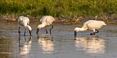 Frankreich, Somme, Somme Bay, Le Crotoy, Crotoy Marsh, Ansammlung von Löfflern (Platalea leucorodia Eurasian Spoonbill), die in einer Gruppe zum Fischen in den Teich kommen