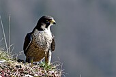 France, Doubs, bird, raptor, peregrine falcon (Falco peregrinus) on a cliff of Haut Doubs in spring\n