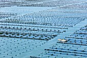 France, Vendee, Noirmoutier en l'Ile, mussel poles farms (aerial view)\n