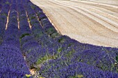 France, Drome, Ferrassieres, lavender fields and wheat\n