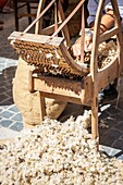 France, Alpes-Maritimes, Mercantour National Park, Tinée Valley, Saint-Etienne-de-Tinée, demonstration of the work of sheep's wool during the Feast of Ancient Crafts\n