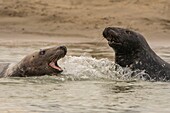 Frankreich, Pas de Calais, Authie Bay, Berck sur Mer, Kegelrobbenspiele (Halichoerus grypus), zu Beginn des Herbstes ist es üblich, die Kegelrobben zu beobachten, wie sie in einer Kampfsimulation miteinander spielen, dies ist auch ein Zeichen dafür, dass die Paarungszeit naht