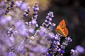 Frankreich, Vaucluse, Regionaler Naturpark Luberon, Bonnieux, Schmetterling Silberner Scheckenfalter (Argynnis paphia) auf einem blühenden Lavendelstrand