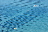 France, Vendee, Noirmoutier en l'Ile, mussel poles farms (aerial view)\n