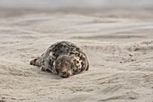 France, Pas de Calais, Authie Bay, Berck sur Mer, Grey seals (Halichoerus grypus), at low tide the seals rest on the sandbanks from where they are chased by the rising tide\n