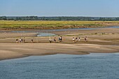 France, Somme, Somme Bay, Saint Valery sur Somme, a group of tourists in the salted meadows along the Somme, returning from a crossing of the bay with a nature guide\n