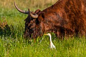 France, Somme, Somme Bay, Crotoy marshes, Le Crotoy, Cattle egret (Bubulcus ibis Western Cattle Egret) and Scottish cow Higland Cattle\n