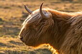 Frankreich, Somme, Somme-Bucht, Crotoy-Sumpf, Le Crotoy, Hochlandrinder (schottische Kühe) zur Pflege des Sumpfes und zur ökologischen Beweidung