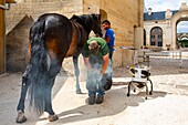 France, Oise, Chantilly, Chantilly Castle, the Great Stables, Roger Laville, blacksmith, change horses irons\n