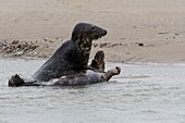 Frankreich, Pas de Calais, Authie Bay, Berck sur Mer, Kegelrobbenspiele (Halichoerus grypus), zu Beginn des Herbstes ist es üblich, die Kegelrobben zu beobachten, wie sie in einer Simulation des Kampfes miteinander spielen, dies ist auch ein Zeichen dafür, dass die Paarungszeit naht