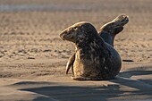 Frankreich, Pas de Calais, Authie Bay, Berck sur Mer, Kegelrobben (Halichoerus grypus), bei Ebbe ruhen sich die Robben auf den Sandbänken aus, von wo sie von der steigenden Flut vertrieben werden