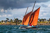 France, Morbihan, Gulf of Morbihan, Arzon, the Sinagot Crialeïs in grand parade in front of the Port Navalo lighthouse, Week of the Gulf of Morbihan, 2019 edition\n