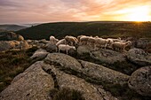 France, Ardeche, parc naturel régional des Monts d'Ardeche (Regional natural reserve of the Mounts of Ardeche), Montselgues, flock of sheep in granitic chaos\n