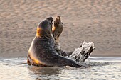 Frankreich, Pas de Calais, Authie Bay, Berck sur Mer, Kegelrobbenspiele (Halichoerus grypus), zu Beginn des Herbstes ist es üblich, die Kegelrobben zu beobachten, wie sie untereinander einen Kampf simulieren, auch ein Zeichen dafür, dass die Paarungszeit naht