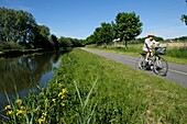 Frankreich, Territoire de Belfort, Bretagne, Rhone-Rhein-Kanal, Euroveloroute 6, von Nantes nach Budapest, Fahrrad, Gelbe Iris (Iris pseudacorus)