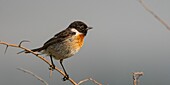 France, Somme, Baie de Somme, Cayeux sur Mer, The Hable d'Ault, Stonechat (Saxicola rubicola - European Stonechat)\n