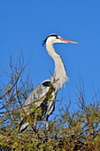 Frankreich, Bouches du Rhone, Camargue, Saintes Maries de la Mer, Graureiher (Ardea cinerea)