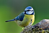 Frankreich, Doubs, Vogel, Blaumeise (Cyanistes caeruleus) auf einer Wurzel sitzend