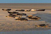 Frankreich, Pas de Calais, Authie Bay, Berck sur Mer, Seehund (Phoca vitulina), bei Ebbe ruhen sich die Seehunde auf den Sandbänken aus, von wo sie von der steigenden Flut gejagt werden