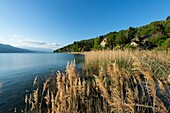 France, Savoie, Lake Bourget, Aix les Bains, Riviera of the Alps, roseliere at the lake at Conjux\n