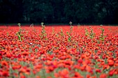 Frankreich, Bouches du Rhône, Pays d'Aix, Grand Site Sainte-Victoire, Beaurecueil, Disteln in einem Mohnfeld (Papaver rhoeas)