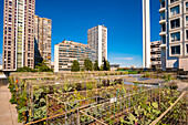France, Paris, urban farmers Peas & Love, a new kitchen garden concept on the roof of the buildings, here on the Yooma Hotel of the Front de Seine\n