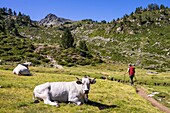France, Hautes Pyrenees, GR10 hiking trail, walk to the Madamete Pass (2509m)\n