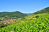 France, Haut Rhin, the Alsace Wine Route, Ribeauville and it's wineyard, Saint Ulrich Castle and Girsberg Castle\n